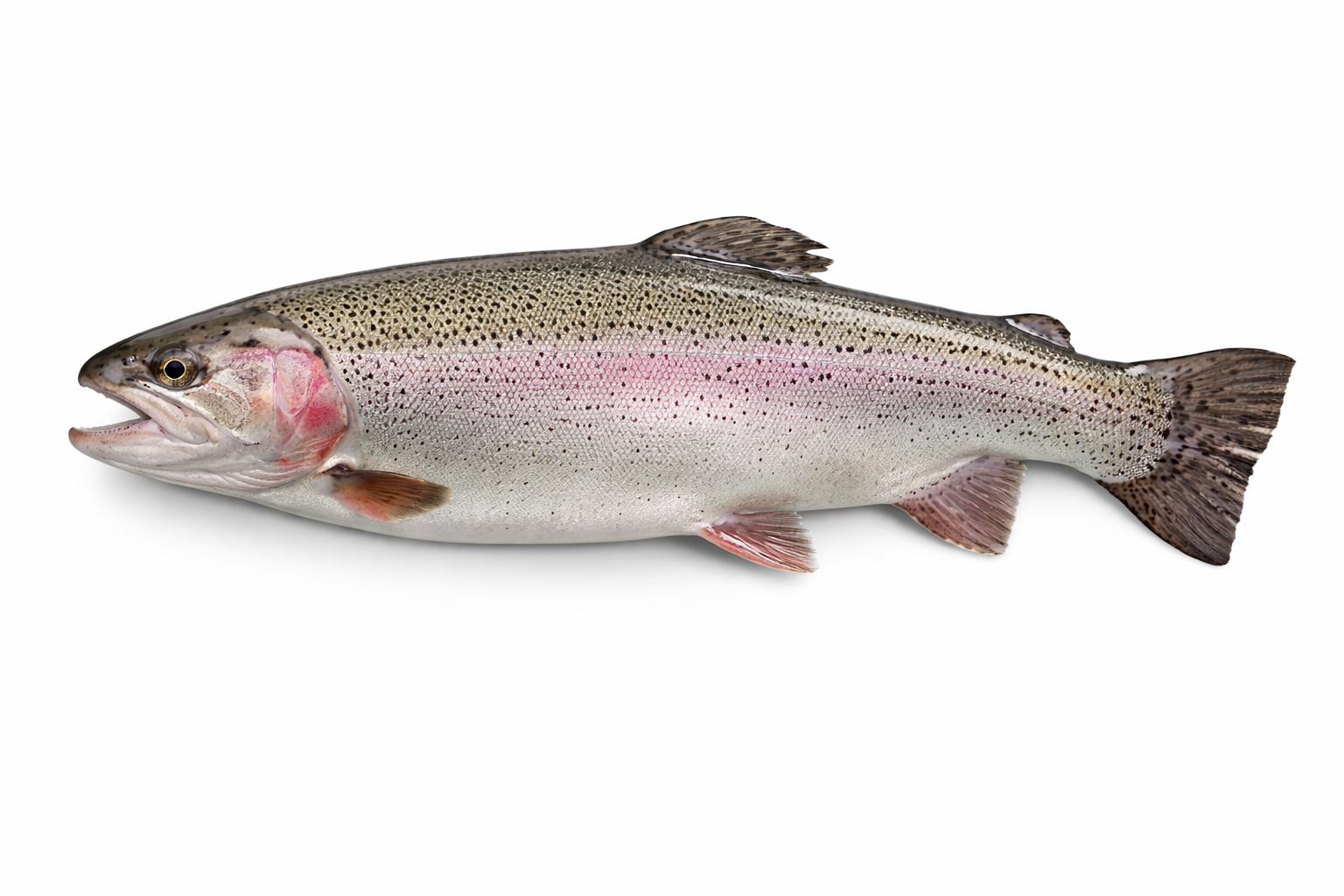 Fresh Rainbow Trout from Britford Trout Farm